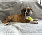 Puppy Orange Boxer