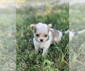 Medium Chihuahua