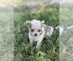Puppy Puppy 7 Chihuahua