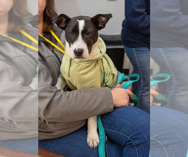 Medium Photo #5 Mutt Puppy For Sale in Kimberton, PA, USA