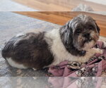 Small #1 Shih Apso