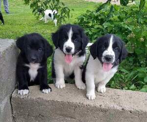 Newfoundland-Unknown Mix Puppy for sale in BELLE PLAINE, IA, USA