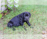Small #2 Cane Corso