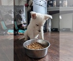 Small #1 Alaskan Malamute-German Shepherd Dog Mix