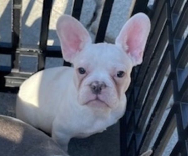 Medium Photo #8 French Bulldog Puppy For Sale in ANTIOCH, CA, USA