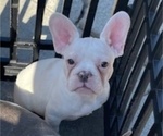 Small #7 French Bulldog