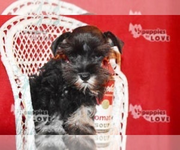 Medium Photo #13 Schnauzer (Miniature) Puppy For Sale in SANGER, TX, USA