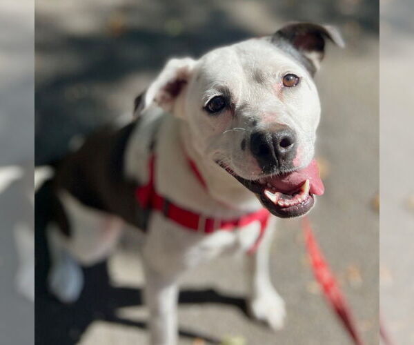 Medium Photo #4 Mutt Puppy For Sale in Canton, CT, USA