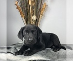 Small #9 Labrador Retriever