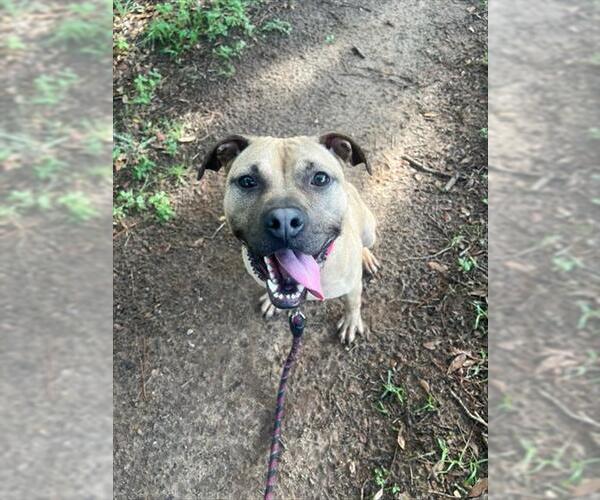 Medium Photo #3 Black Mouth Cur-Unknown Mix Puppy For Sale in Tallahassee, FL, USA
