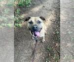 Small #2 Black Mouth Cur Mix