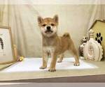 Small Photo #3 Shiba Inu Puppy For Sale in SANTA MONICA, CA, USA