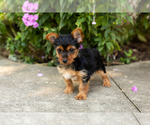 Small #1 Yorkshire Terrier