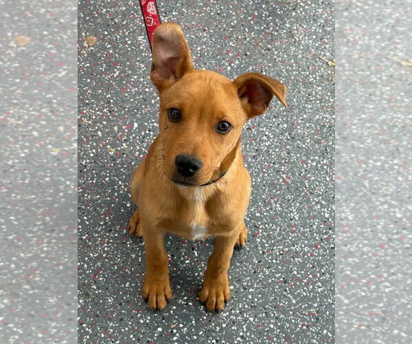 Medium Photo #1 Labrador Retriever-Unknown Mix Puppy For Sale in Salt Lake City, UT, USA