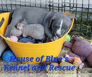 American Pit Bull Terrier Puppy for sale in DELAWARE, OH, USA