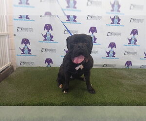 Bullmastiff Dogs for adoption in Orlando, FL, USA