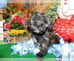 Small Photo #10 Havanese Puppy For Sale in HAMMOND, IN, USA