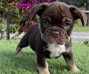 French Bulldog Puppy for sale in FELLSMERE, FL, USA
