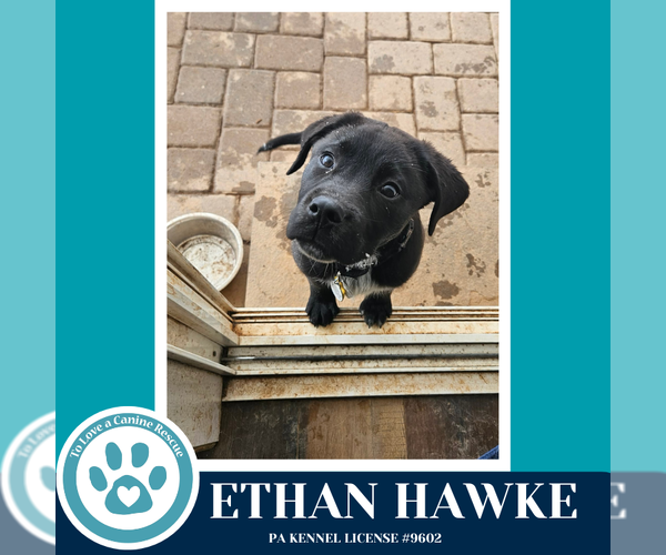 Medium Photo #2 Labrador Retriever-Unknown Mix Puppy For Sale in Kimberton, PA, USA