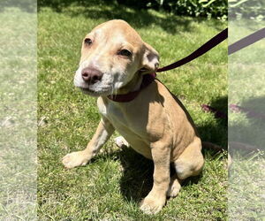 Catahoula Leopard Dog-Unknown Mix Dogs for adoption in Sterling, MA, USA