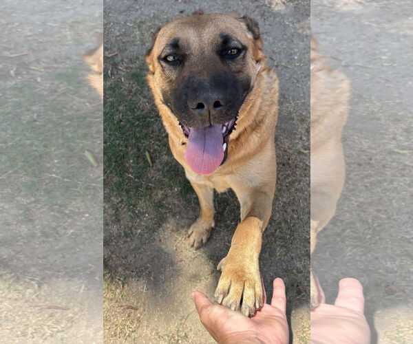 Medium Photo #4 Mutt Puppy For Sale in Lake Elsinore, CA, USA