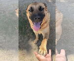 Small #3 Mutt