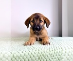 Small #1 Border Collie-Cane Corso Mix