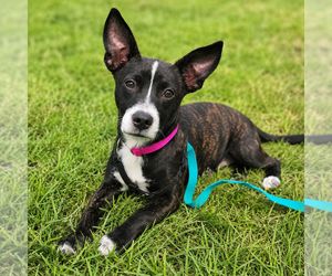 Chihuahua-Unknown Mix Dogs for adoption in Mooresville, NC, USA
