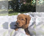 Small Photo #7 Cavapoo Puppy For Sale in HOLDEN, MO, USA