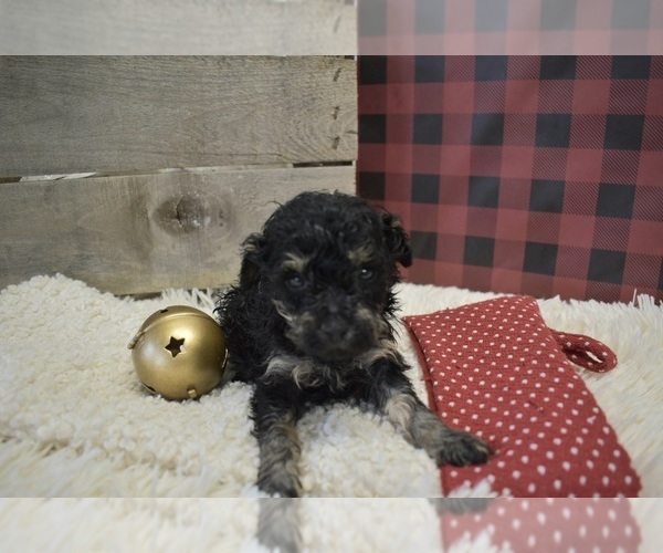 Medium Photo #1 Poodle (Toy) Puppy For Sale in SENECA FALLS, NY, USA
