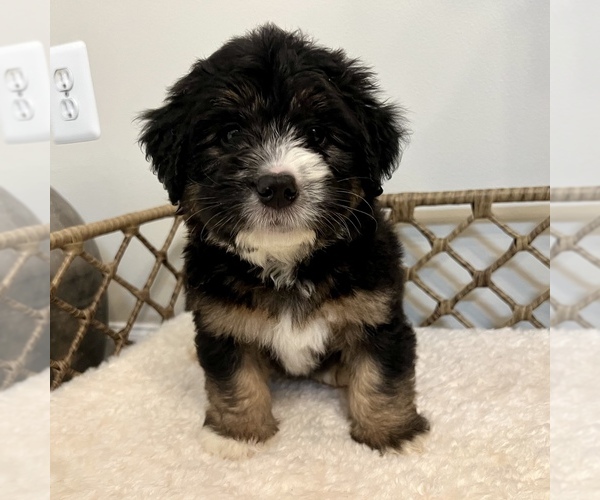 Medium Photo #1 Australian Mountain Dog Puppy For Sale in CULPEPER, VA, USA