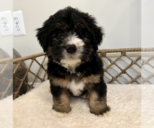 Medium Australian Mountain Dog