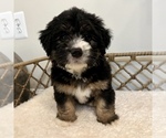 Puppy 3 Australian Mountain Dog