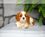 Puppy Bella Cavalier King Charles Spaniel