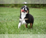 Small #3 Miniature Australian Shepherd