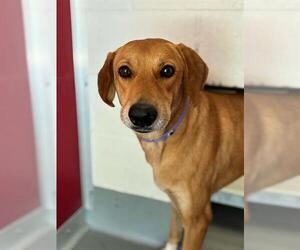 German Shepherd Dog-Great Pyrenees Mix Dogs for adoption in Visalia, CA, USA