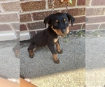 Small Photo #3 Rottweiler Puppy For Sale in DETROIT, MI, USA