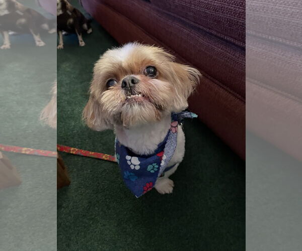 Medium Photo #5 Shih Tzu Puppy For Sale in Doylestown, PA, USA