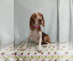 Small Photo #6 Beagle Puppy For Sale in Murfreesboro, NC, USA