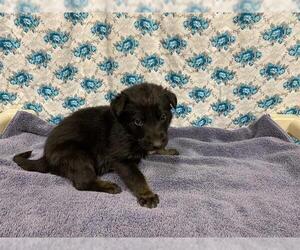 Shollie Dogs for adoption in Modesto, CA, USA