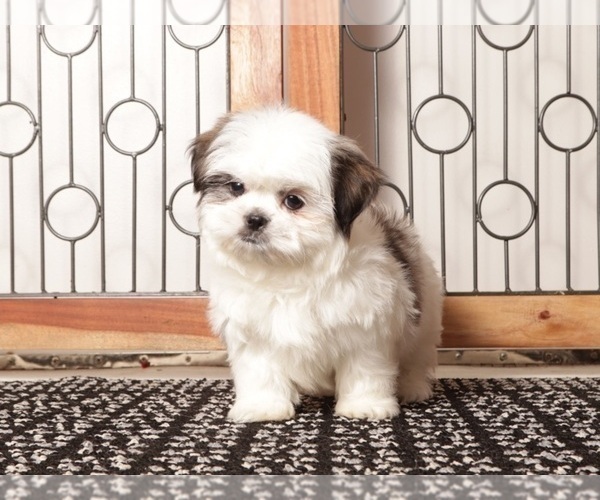 Medium Photo #1 Shih Tzu Puppy For Sale in NAPLES, FL, USA