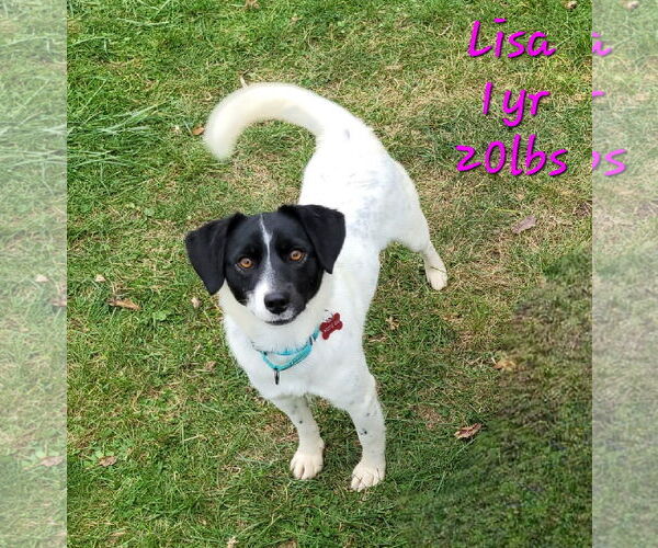 Medium Photo #14 Mutt Puppy For Sale in FAIRLAWN, OH, USA