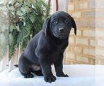 Small #2 Labrador Retriever