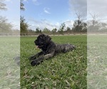 Small Photo #4 Cane Corso-Mastiff Mix Puppy For Sale in NEW CANEY, TX, USA