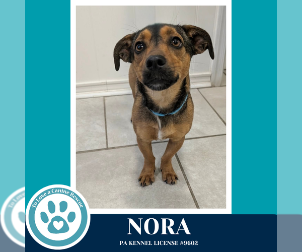 Medium Photo #2 Jackshund Puppy For Sale in Kimberton, PA, USA