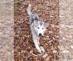 Small Photo #5 Siberian Husky Puppy For Sale in Severn, MD, USA