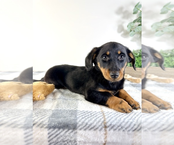 Medium Photo #4 Dorgi Puppy For Sale in GREENFIELD, IN, USA