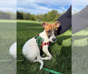 Jack Russell Terrier-Unknown Mix Dogs for adoption in Germantown, OH, USA