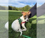 Pippi Longstocking - Female Jack Russell Terrier-Unknown Mix Dog for Adoption - Small photo