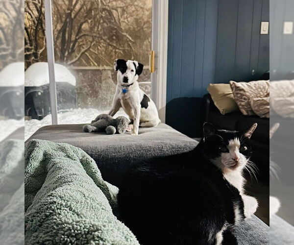 Medium Photo #3 Colonial Cocker Spaniel-Labrador Retriever Mix Puppy For Sale in Plainfield, IL, USA